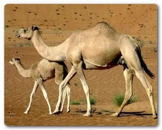  Rajasthan state bird, Dromedary, Camelus dromedarius